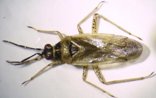 Réf. 247 084 : Dicyphus globulifer